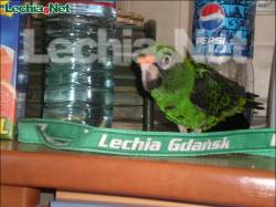 207.moja_papuga